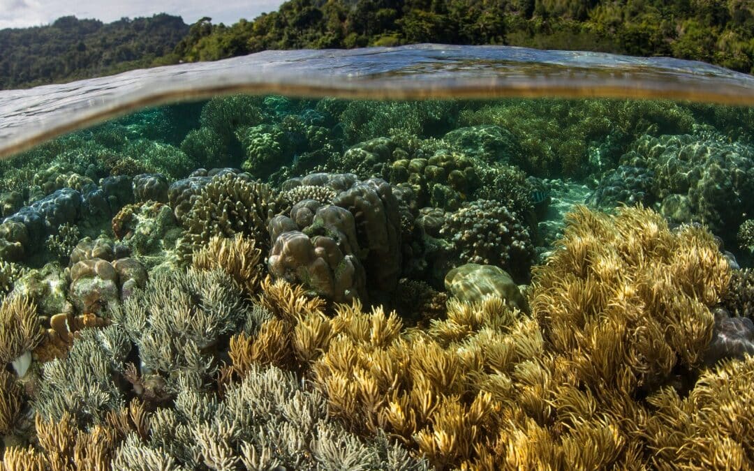 Prenotazioni Reparti Speciali da parte dei Carabinieri Forestali
